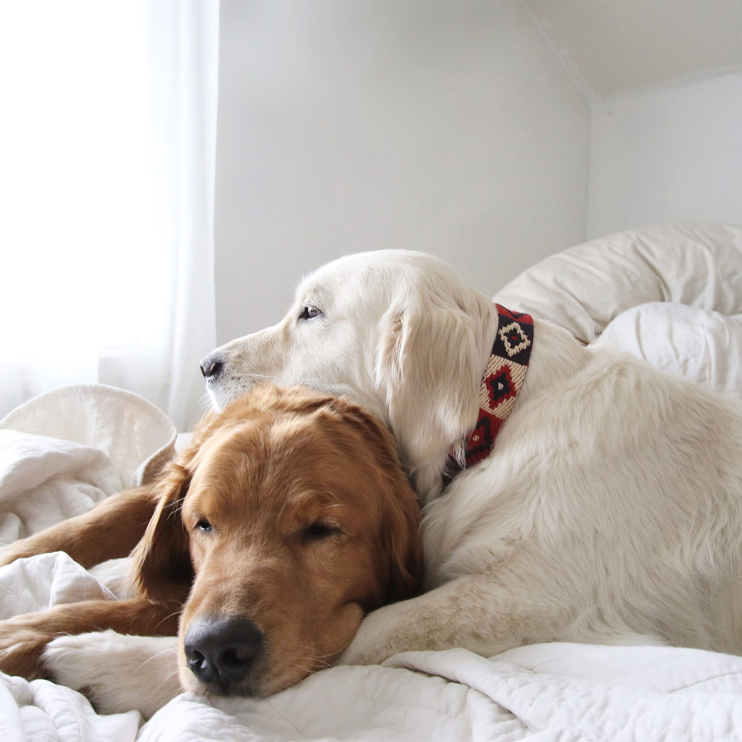 【予約販売】Buddys　Indian アジャスタブルリード（2.5mロングタイプ）/Red_4