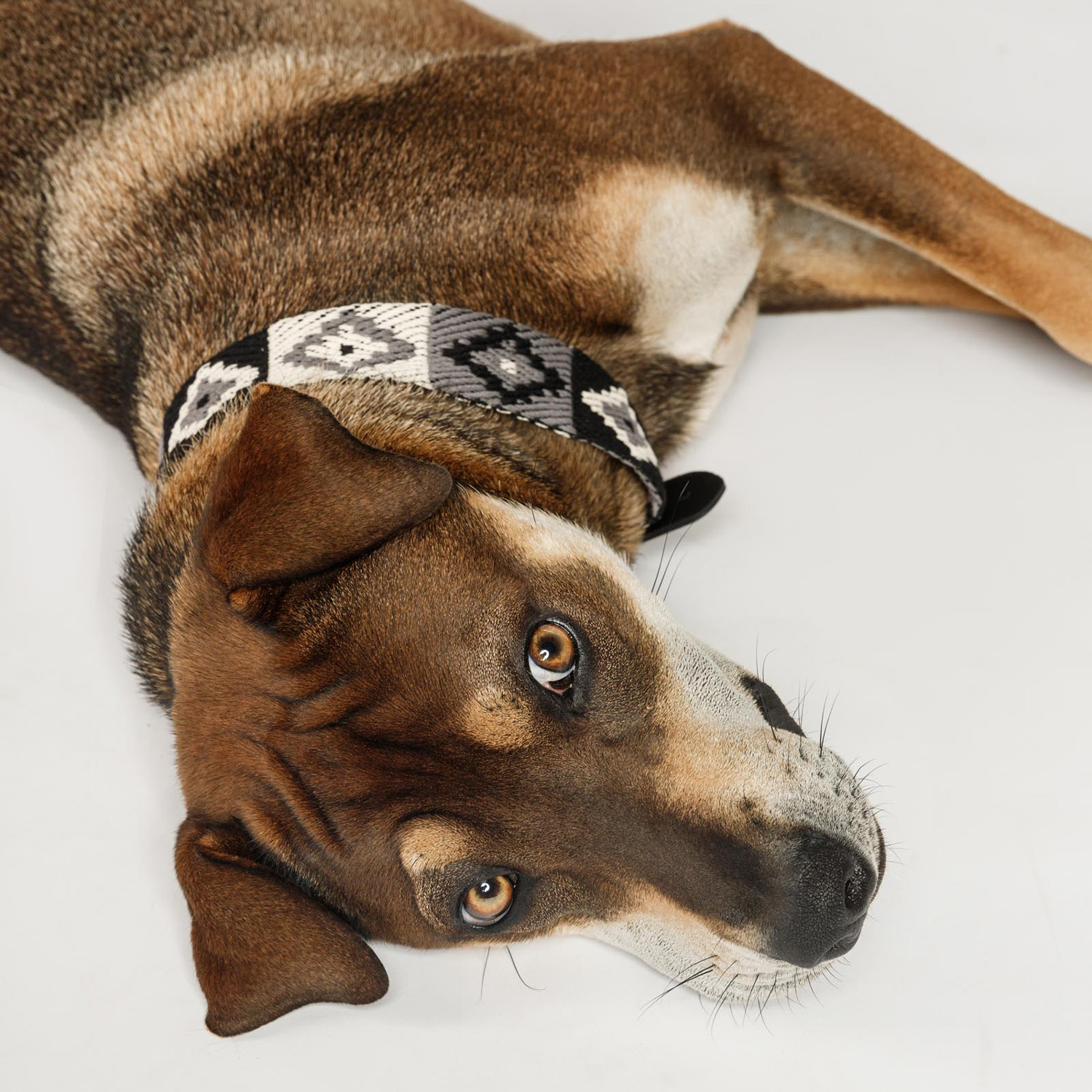 【予約販売】Buddys　Indian アジャスタブルリード（2.5mロングタイプ）/Black_4