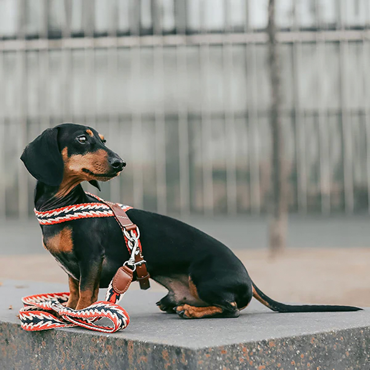 Buddys　Arrow アジャスタブルリード（2.5mロングタイプ）/Red_5