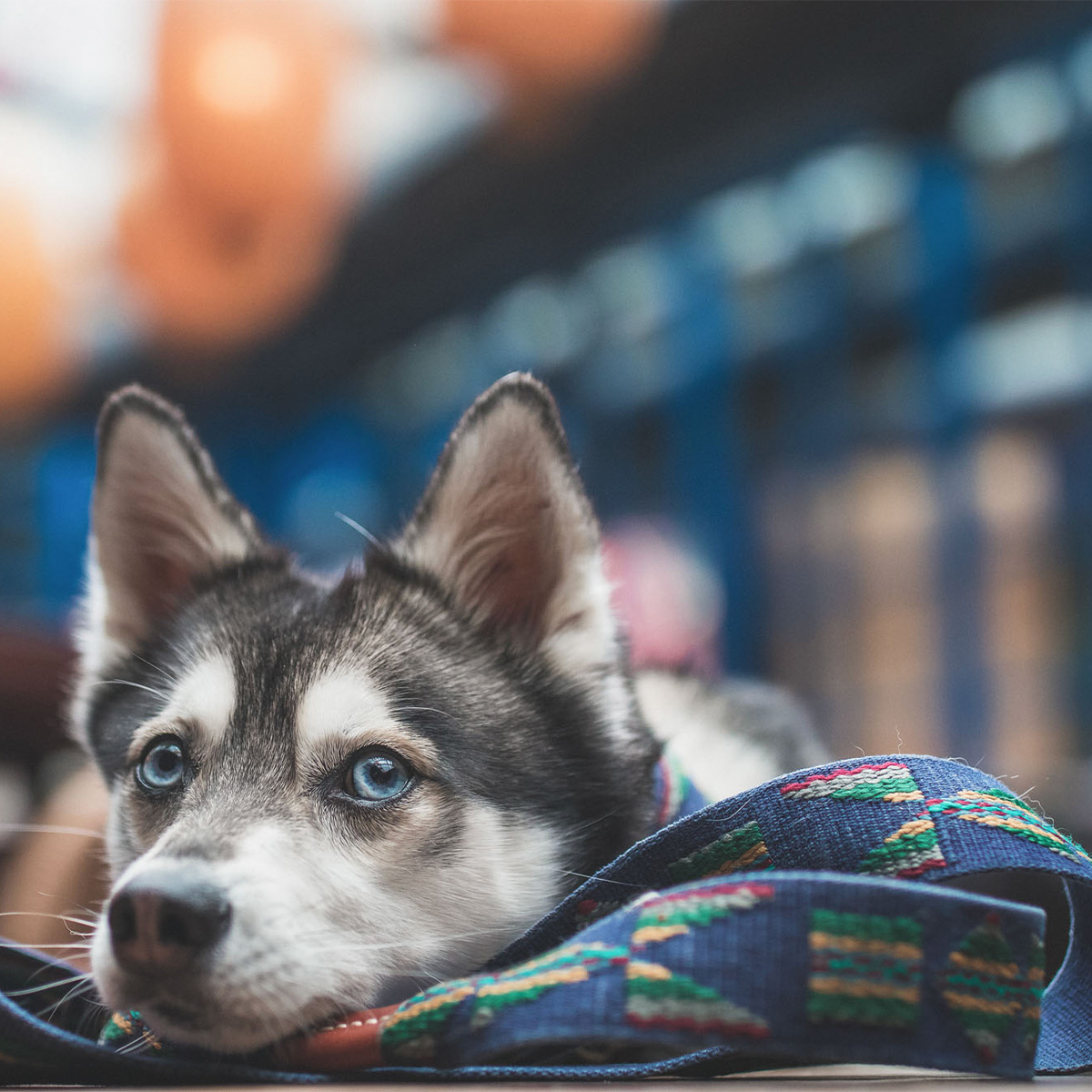 Buddys Etna アジャスタブルリード(2.5mロングタイプ)/Blue_4