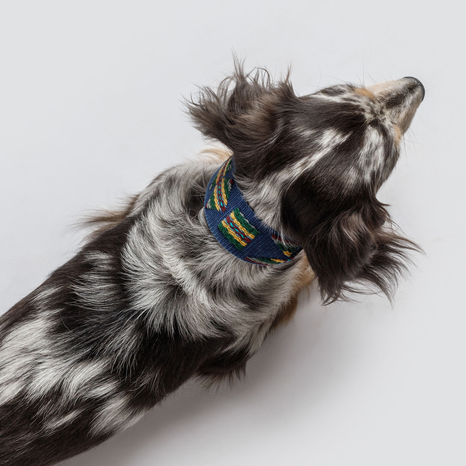 Buddys Etna アジャスタブルリード(2.5mロングタイプ)/Blue_5