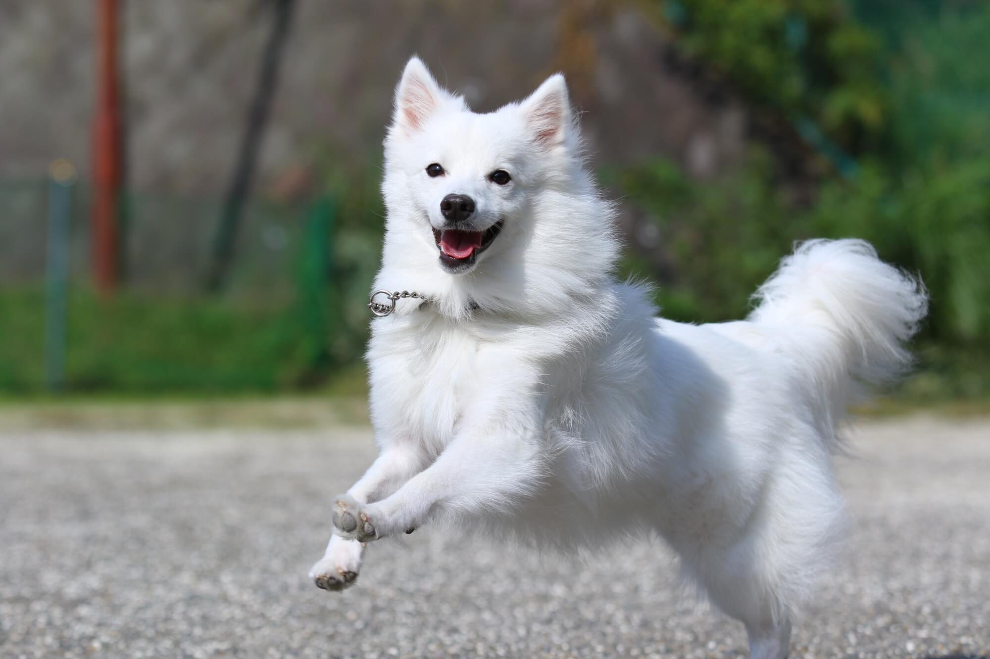 スピッツの性格とは？特徴や飼い方など徹底解説