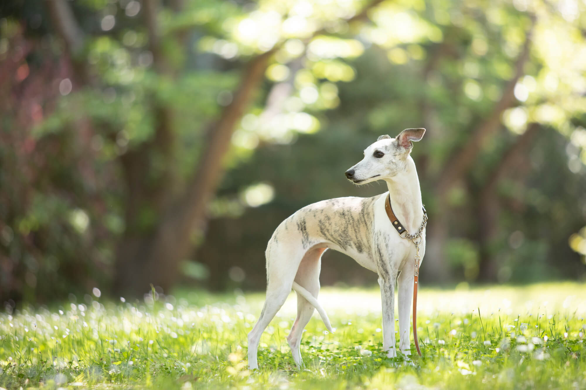 ウィペットの性格とは？特徴や飼い方など徹底解説