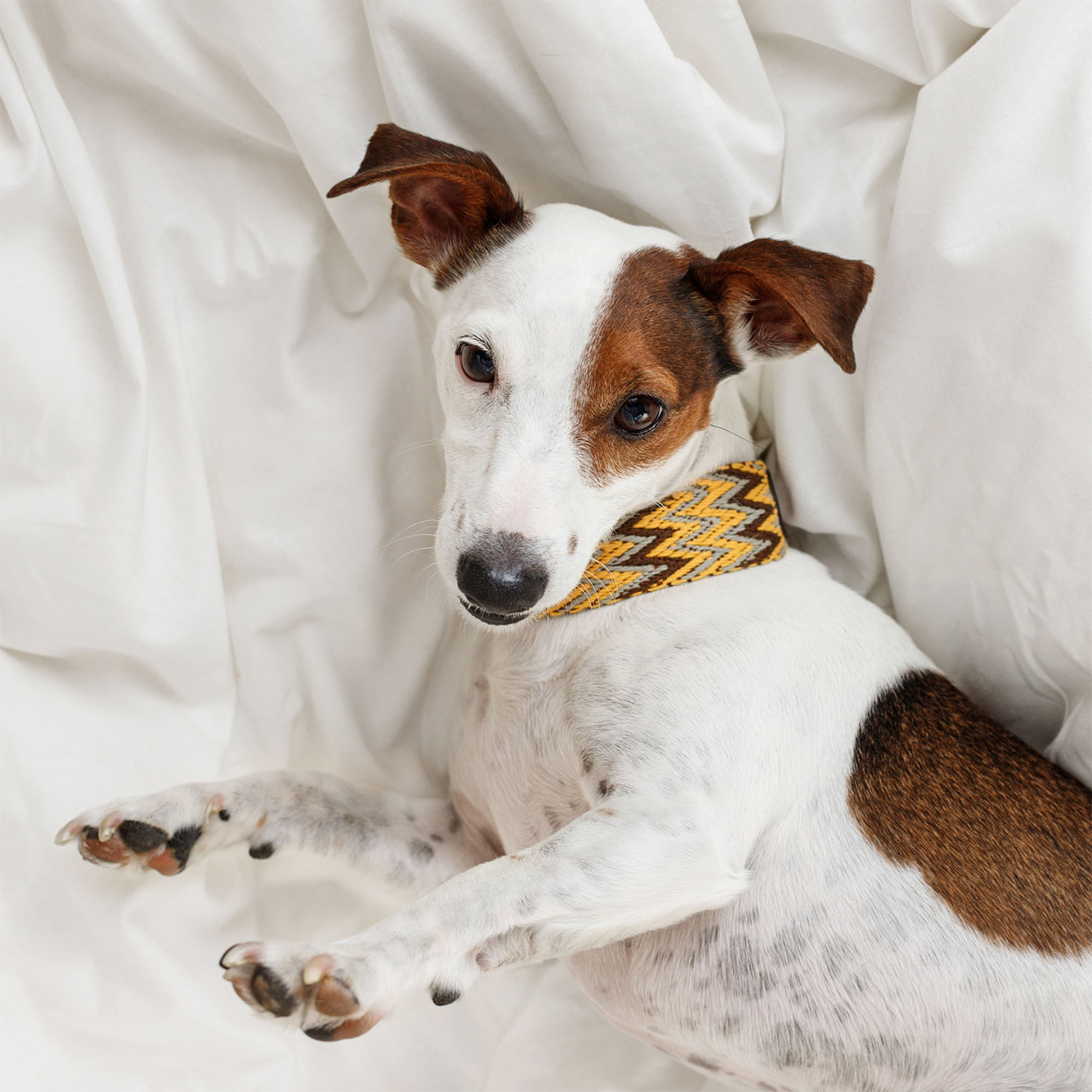 Buddys　Peruvian アジャスタブルリード （2.5mロングタイプ）/Yellow_4