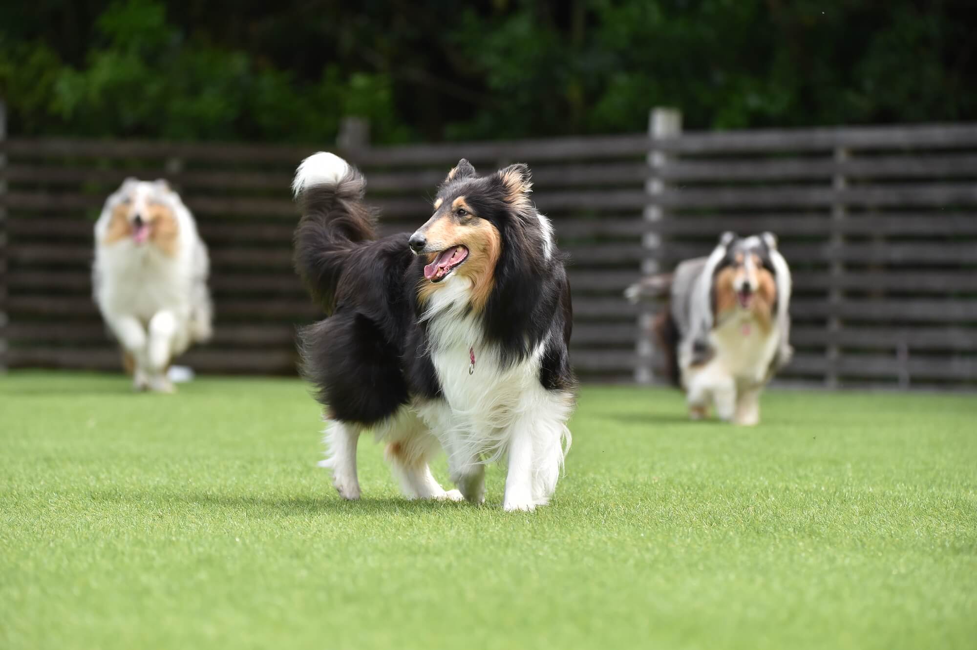 コリーの性格とは？特徴や飼い方など徹底解説
