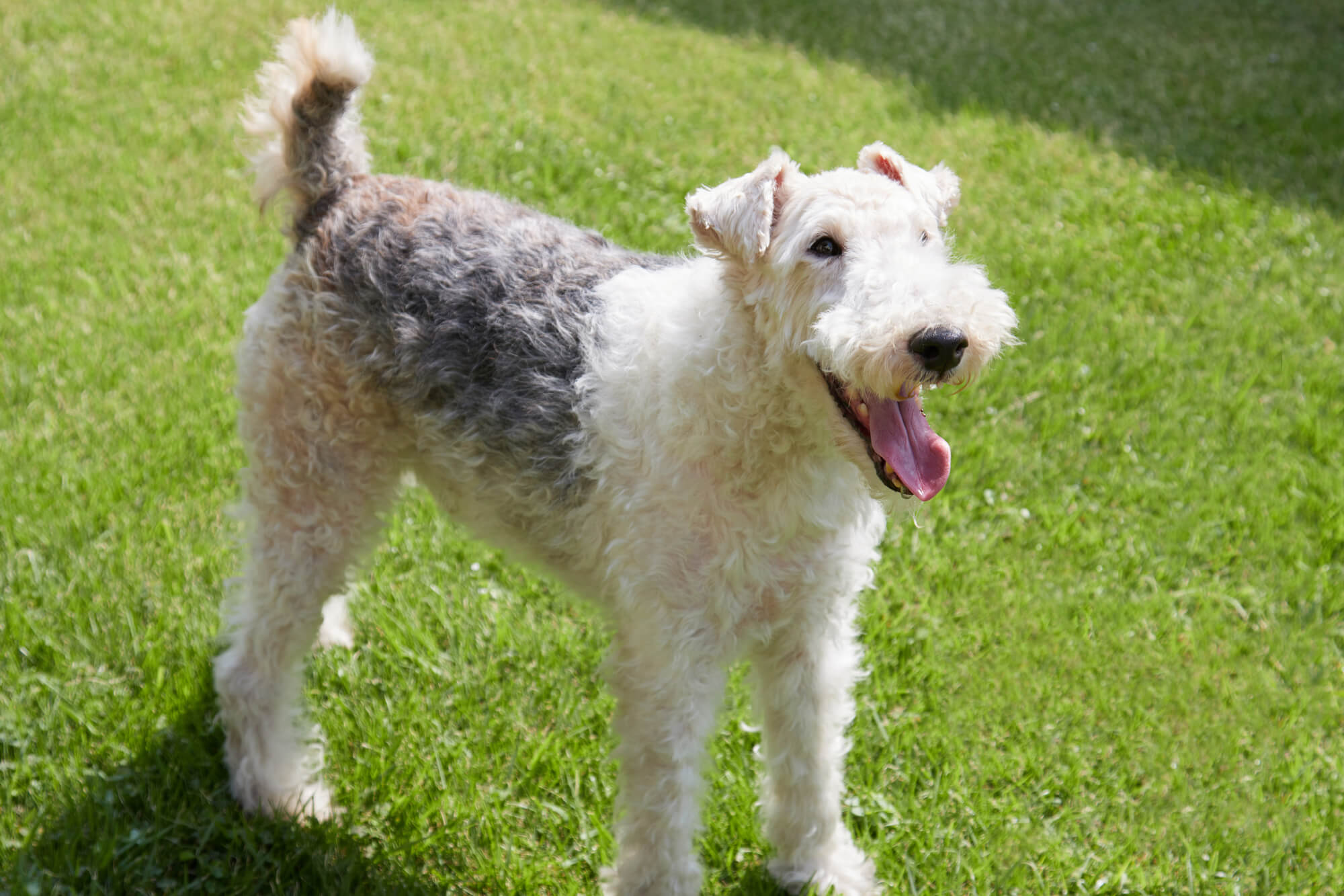 ワイヤーフォックステリアの性格とは？特徴や飼い方など徹底解説