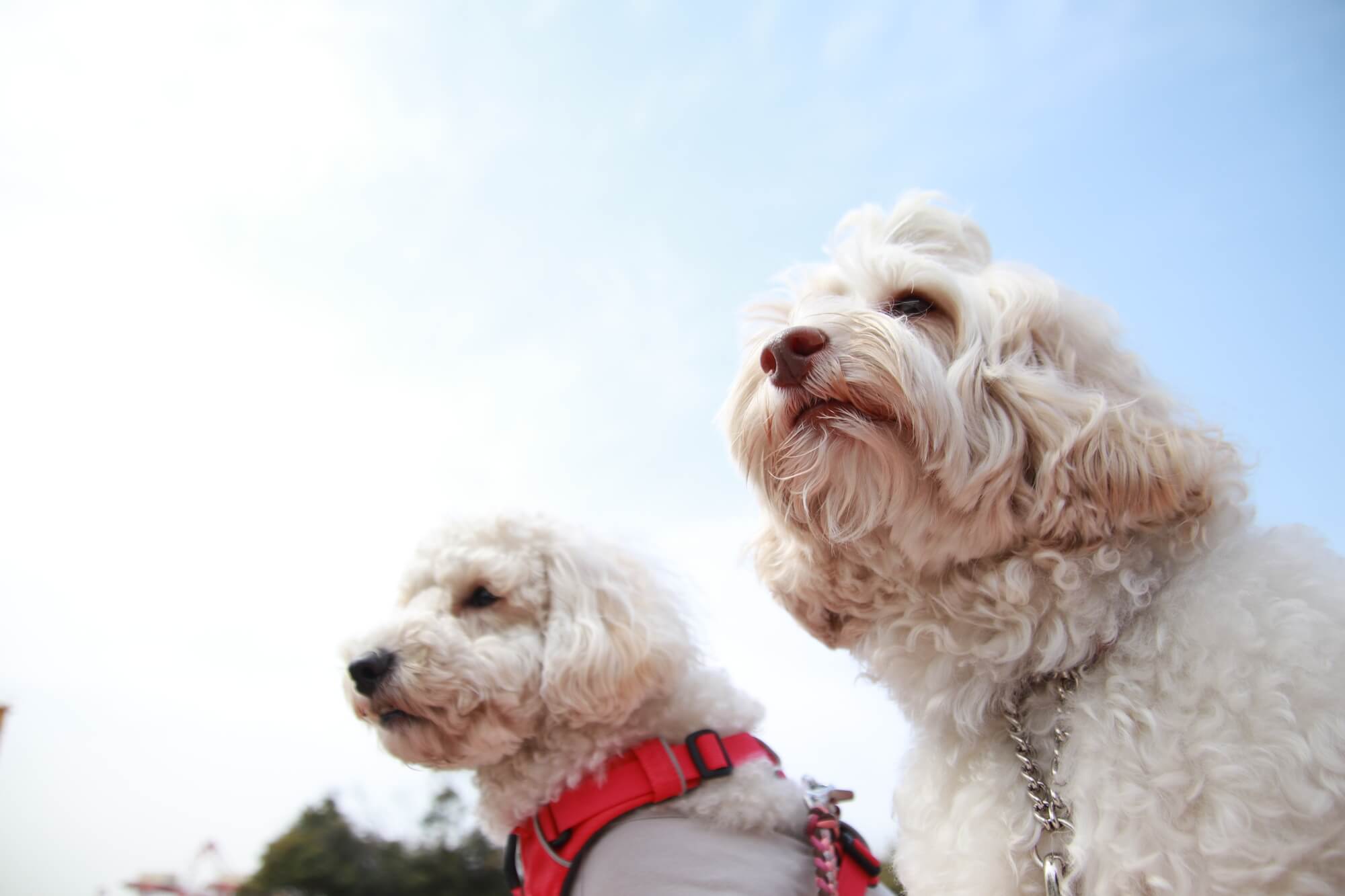 キムタクの犬の性格とは？特徴や飼い方など徹底解説