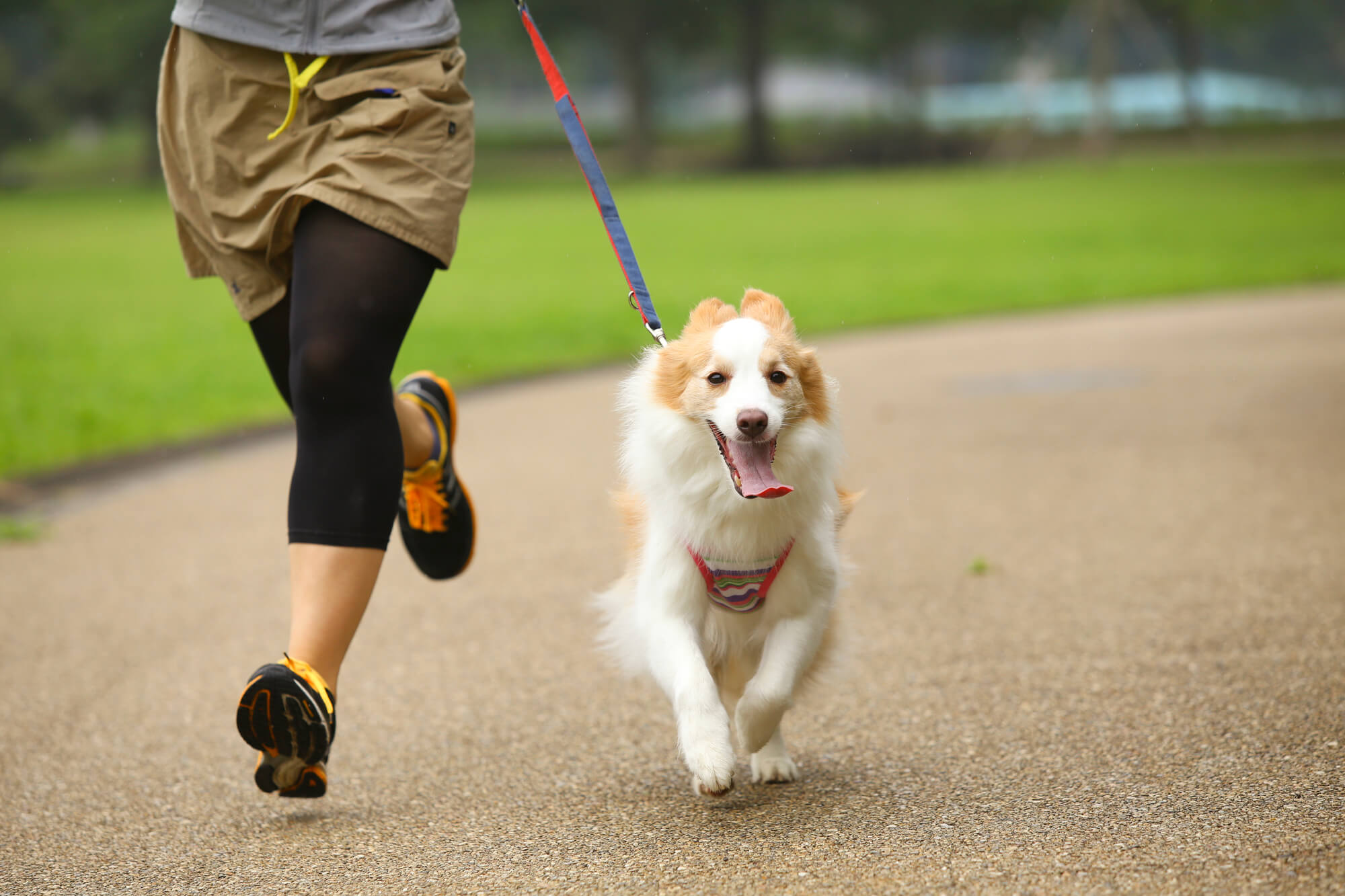 中型犬用リードランキング【2026年度版】
