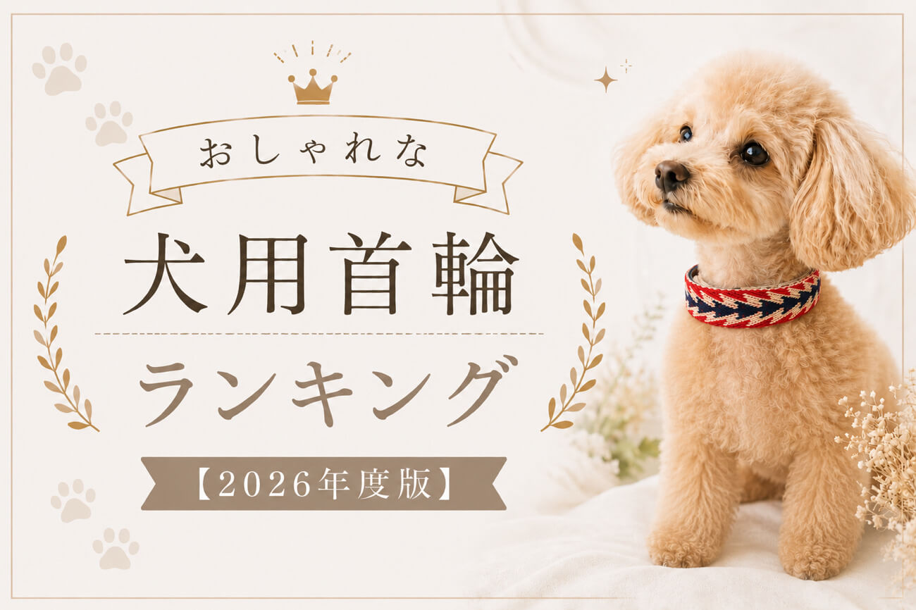 おしゃれな犬用首輪ランキング【2026年度版】