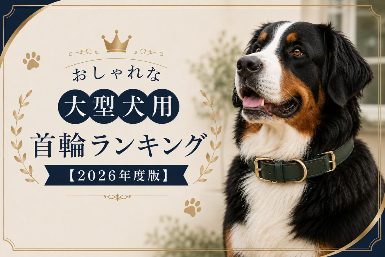 おしゃれな大型犬用首輪ランキング【2026年度版】