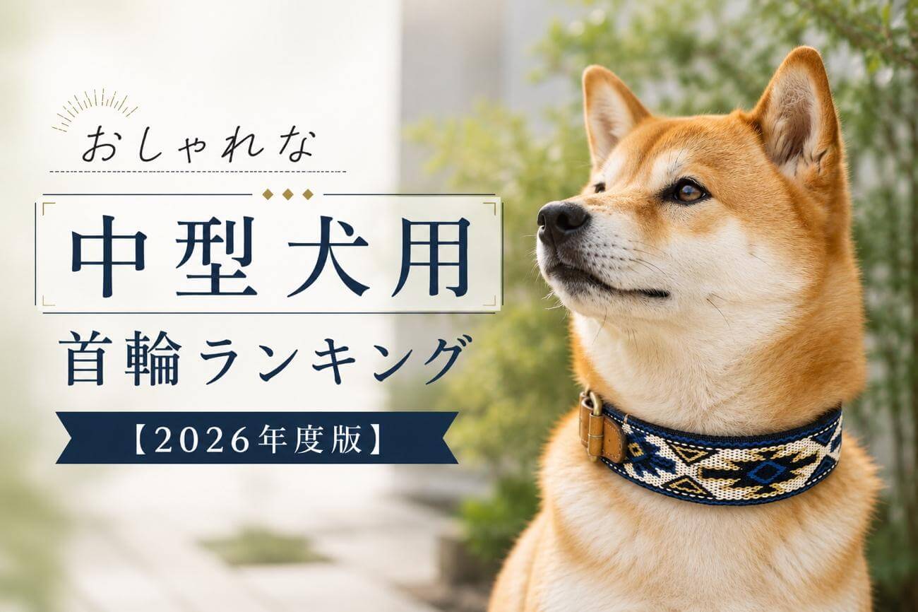 おしゃれな中型犬用首輪ランキング【2026年度版】