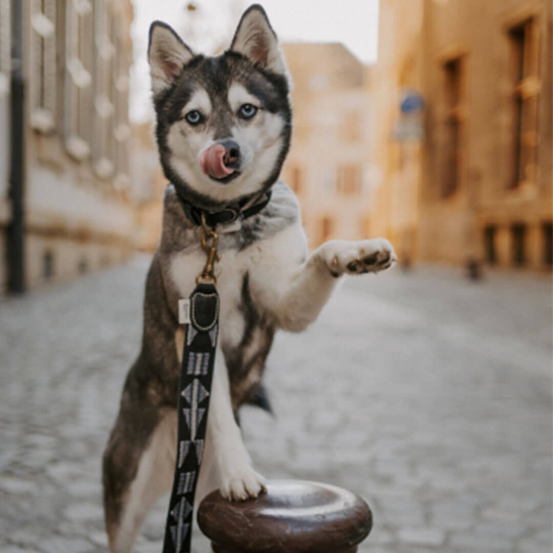 【予約販売】Buddys Etna アジャスタブルリード(2.5mロングタイプ)/Black_5