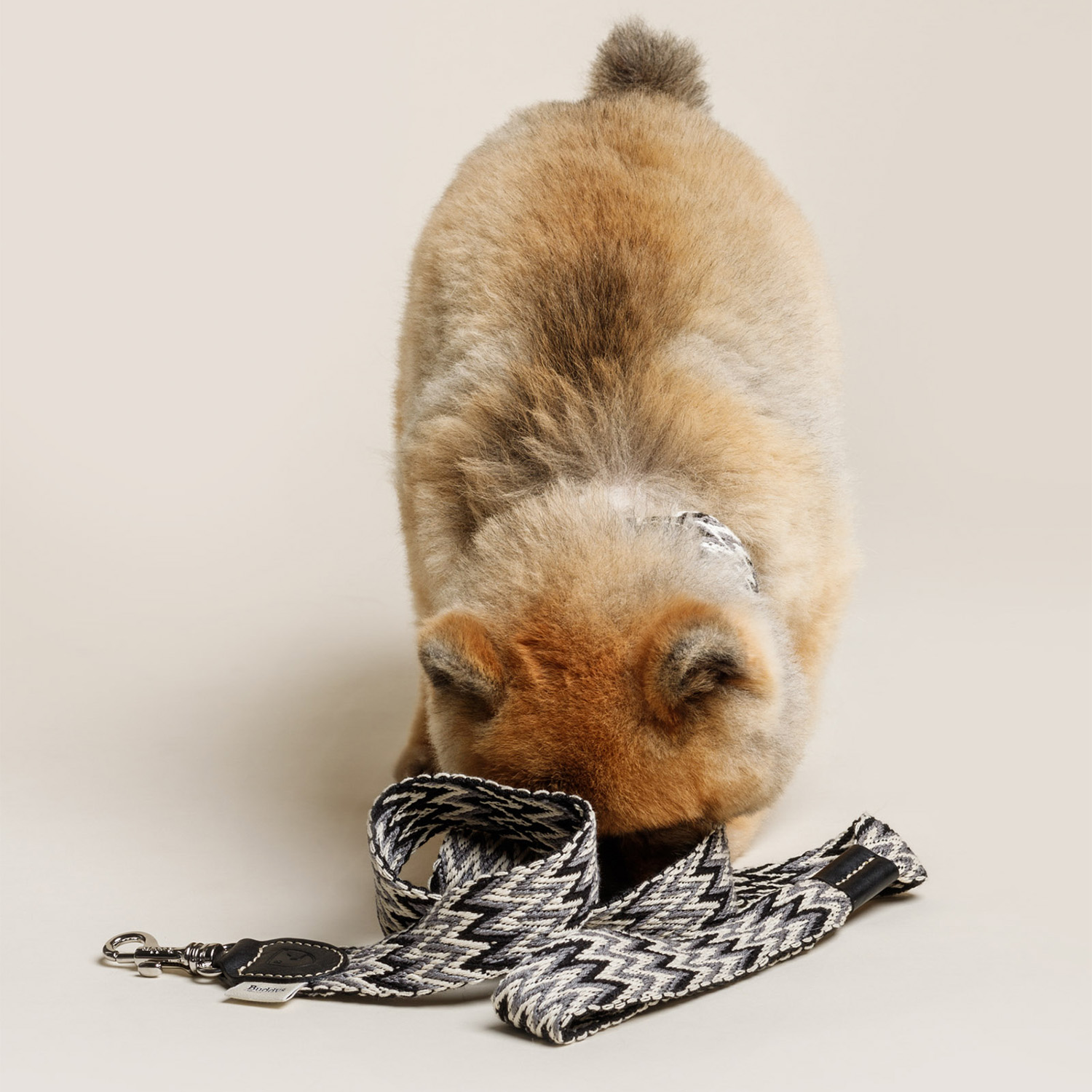 【予約販売】Buddys　Peruvian アジャスタブルリード（2.5mロングタイプ）/Black_1