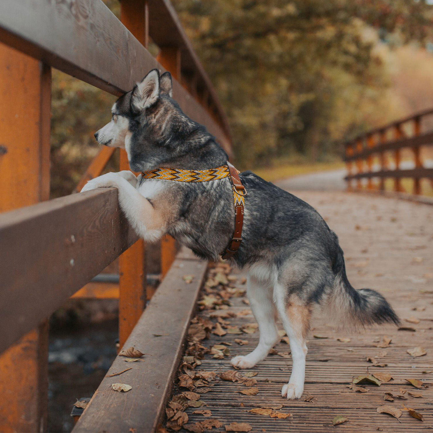 【予約販売】Buddys Peruvian アジャスタブルリード (2.5mロングタイプ)/Yellow_2