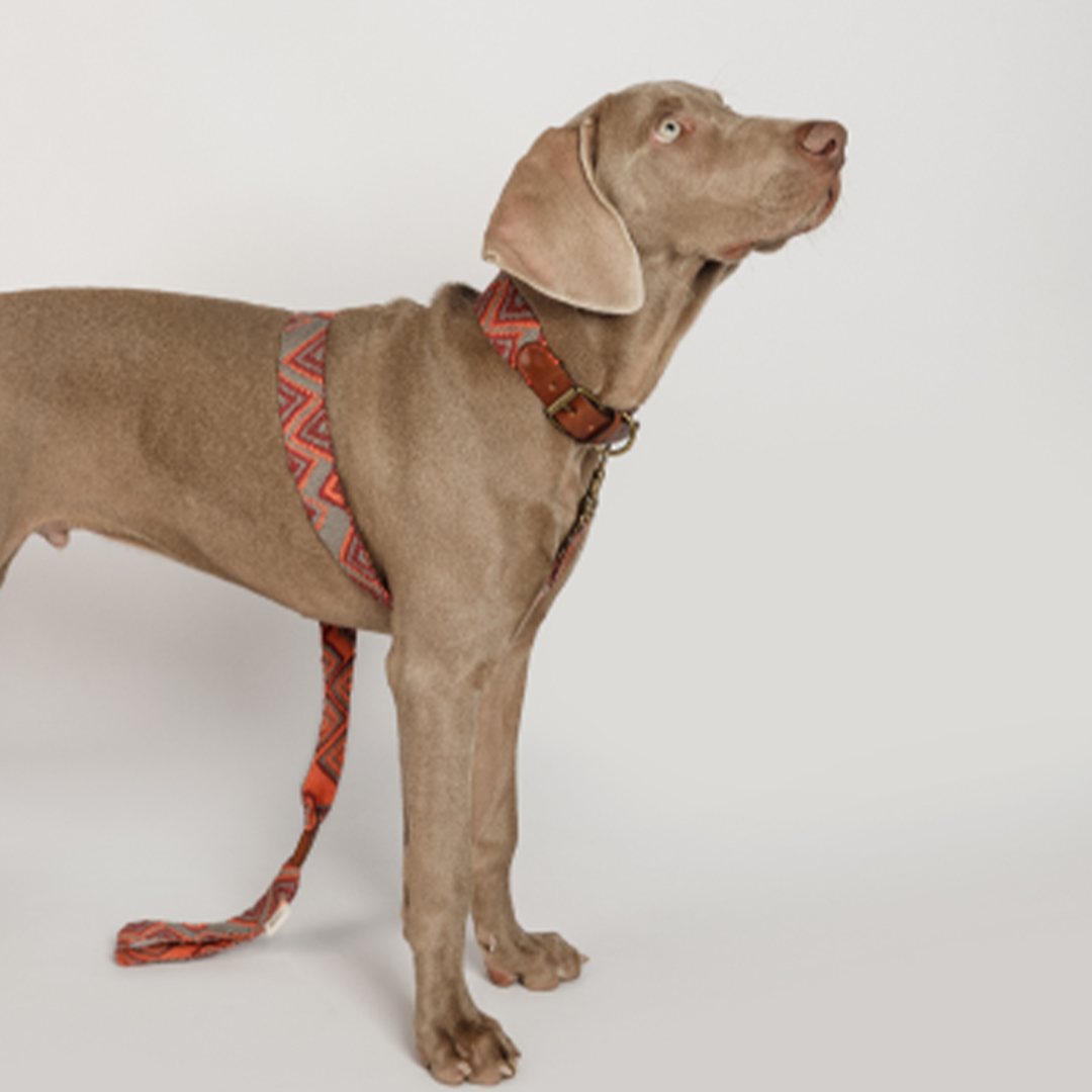 【予約販売】Buddys Pikes アジャスタブルリード(2.5mロングタイプ)/Orange_1