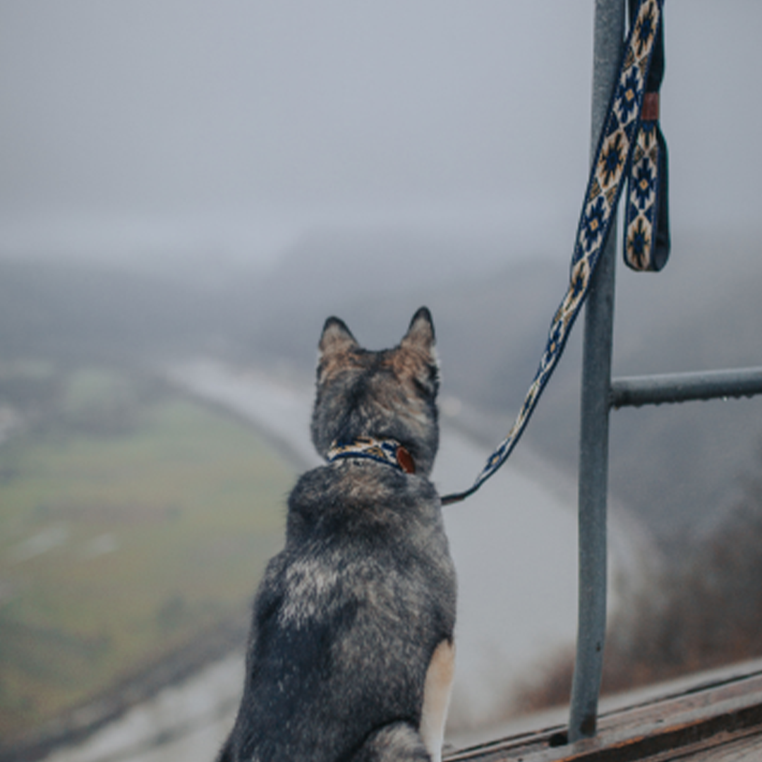 【予約販売】Buddys Peyote アジャスタブルリード(2.5mロングタイプ)/Blue_1