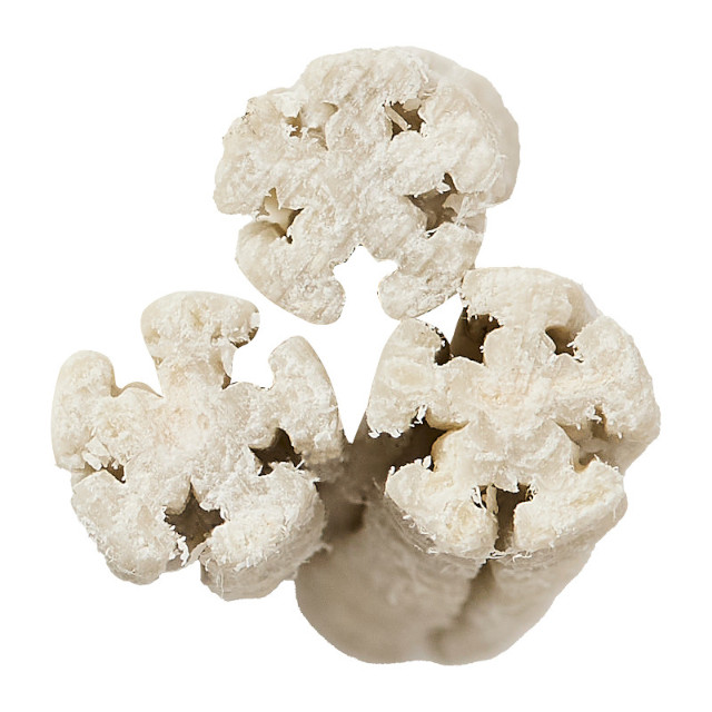 米粉入 乳酸菌スティック_3