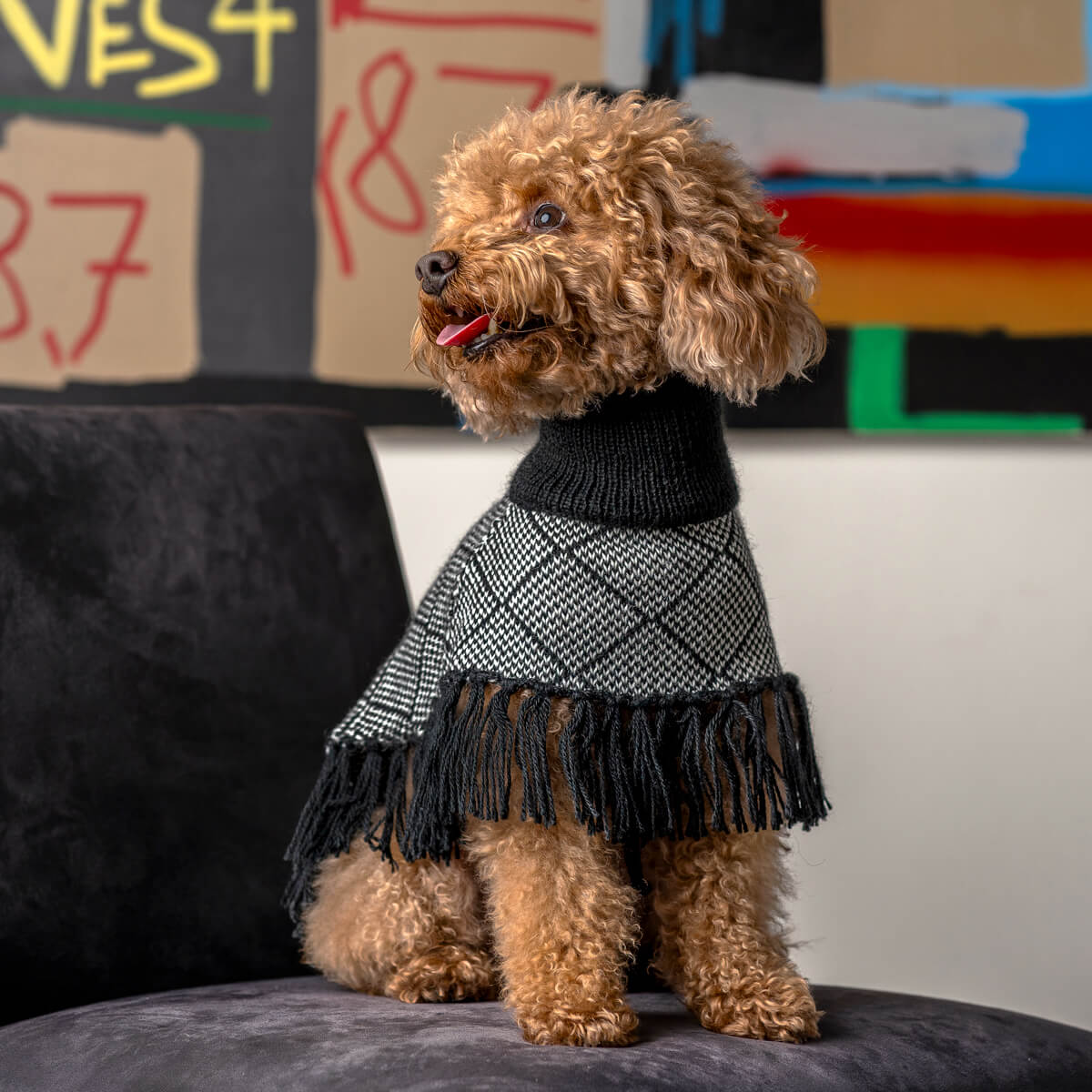 ALQO WASI　ダイヤモンドブラック フリンジ ポンチョ / Diamond Black Alpaca Dog Poncho_3