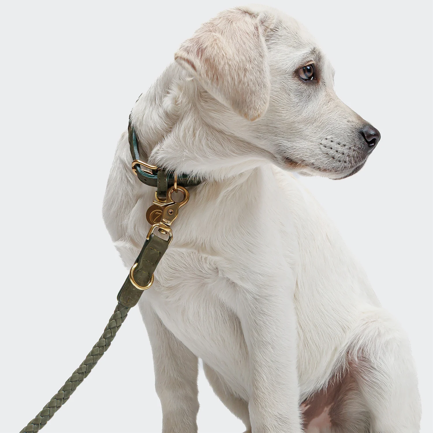 Cloud7 Ravello リード Moss_2