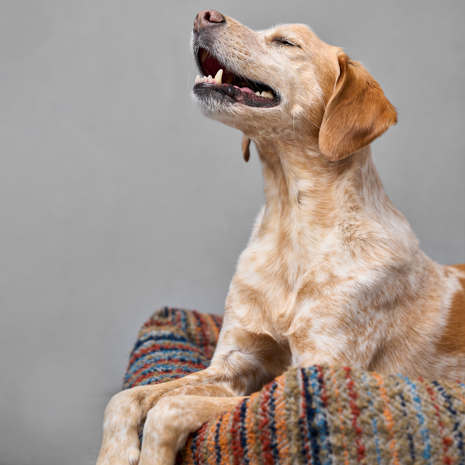 Cloud7　Sleepy Deluxe ベッド Stripes Blue-Red_7