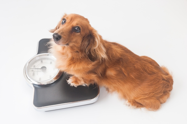 肥満解消！犬のダイエットにおすすめの食事