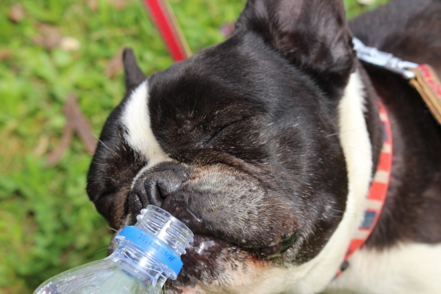 夏到来！犬の夏バテ予防におすすめの食事