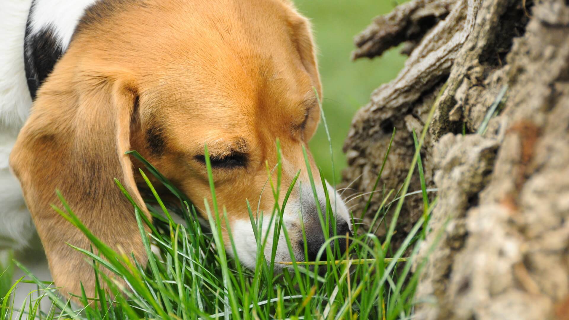 犬が草を食べたがるのは大丈夫なのか！？食べてしまった時の対応方法とは