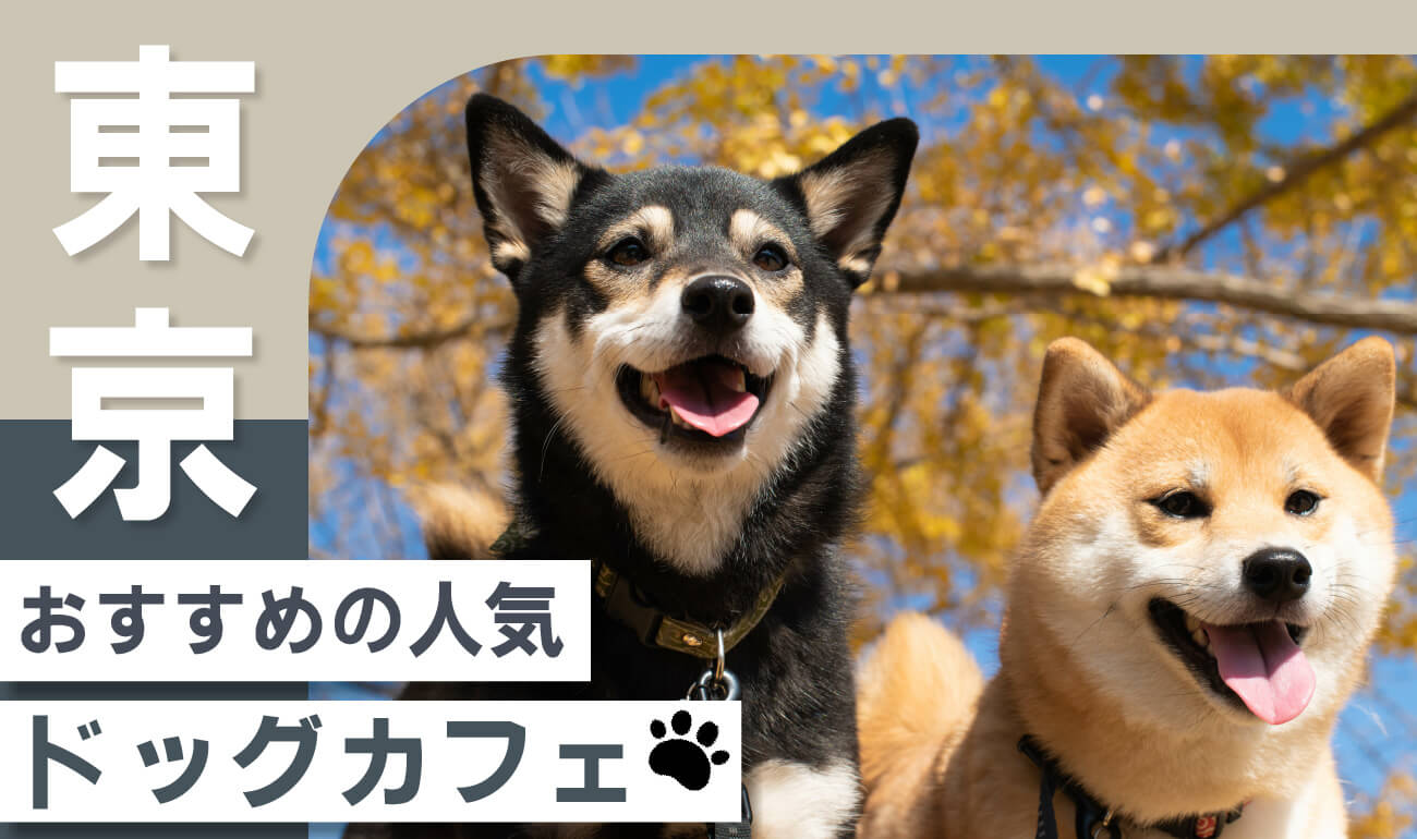 【東京都】愛犬同伴！おすすめのドッグカフェ人気ランキング17選