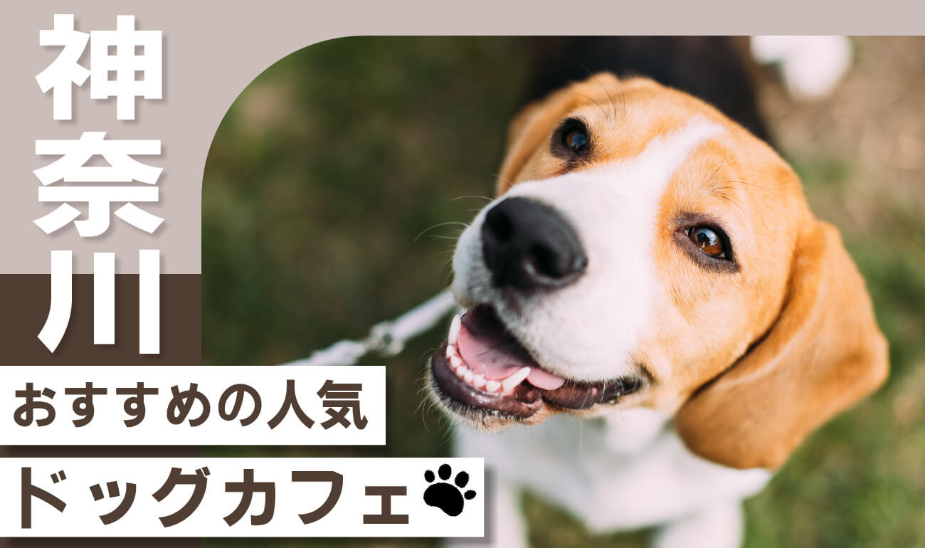 【神奈川県】愛犬同伴！おすすめのドッグカフェ人気ランキング13選