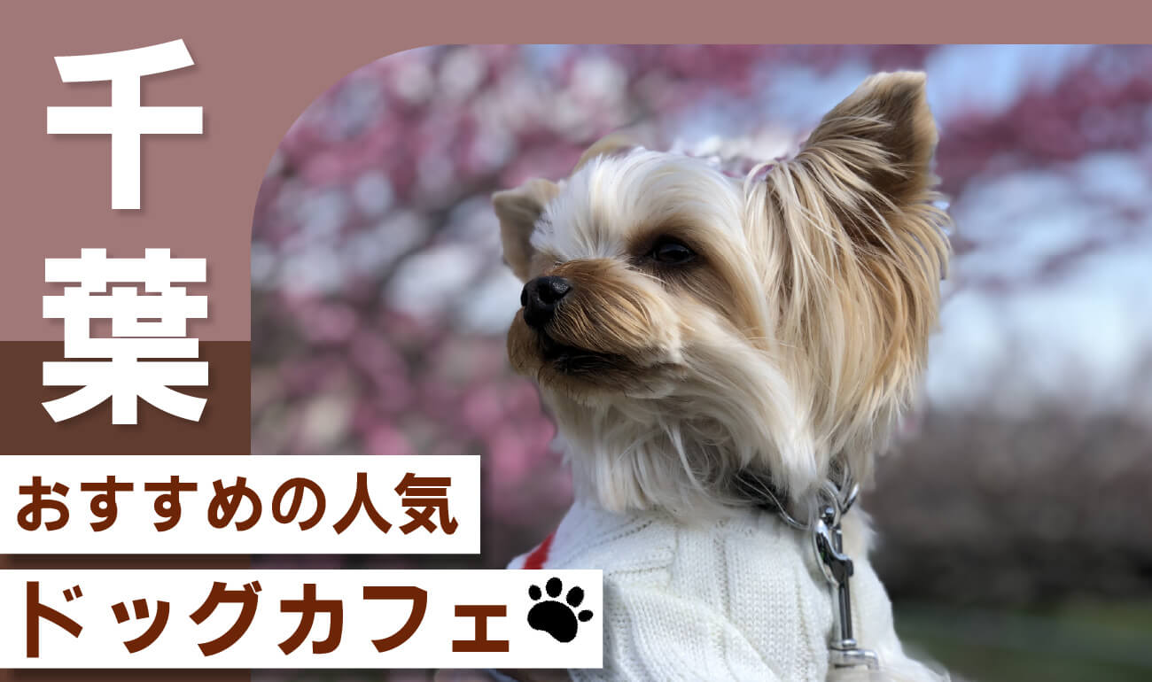 【千葉県】愛犬同伴！おすすめのドッグカフェ人気ランキング18選