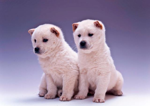 世界の愛犬事情を大公開！ 〜韓国で人気の珍島犬（ちんとうけん）って知ってる？〜