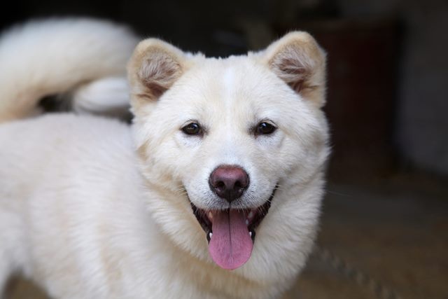 世界の愛犬事情を大公開！ 〜韓国で人気の珍島犬（ちんとうけん）って知ってる？〜