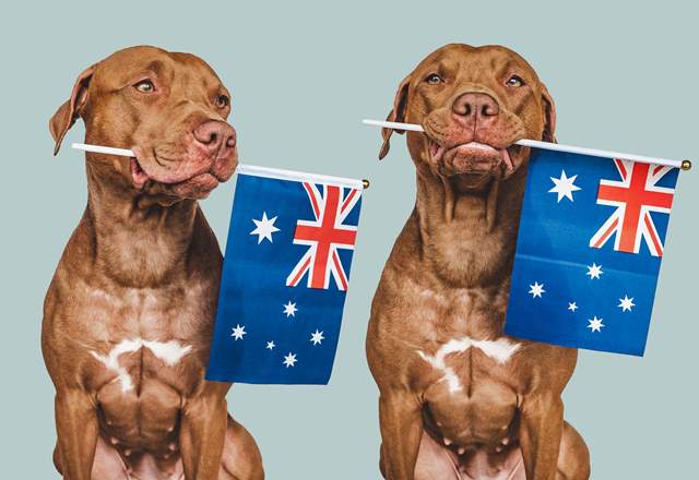 世界の愛犬事情を大公開！〜オーストラリアは動物にやさしいの？〜