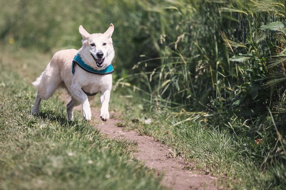 愛犬を連れて楽しめる人気サービスエリア特集＜西日本編＞