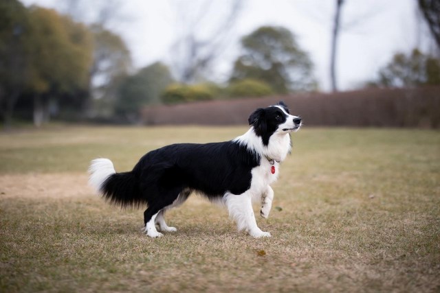 犬を連れて楽しめるサービスエリア特集＜東日本編＞