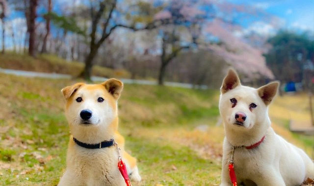 保護犬を飼いたい！と思ったらやるべきこと。おすすめの施設をご紹介