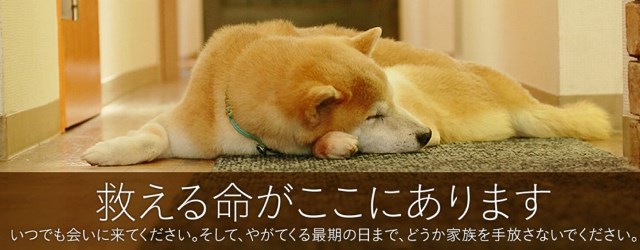 保護犬を飼いたい！と思ったらやるべきこと。おすすめの施設をご紹介