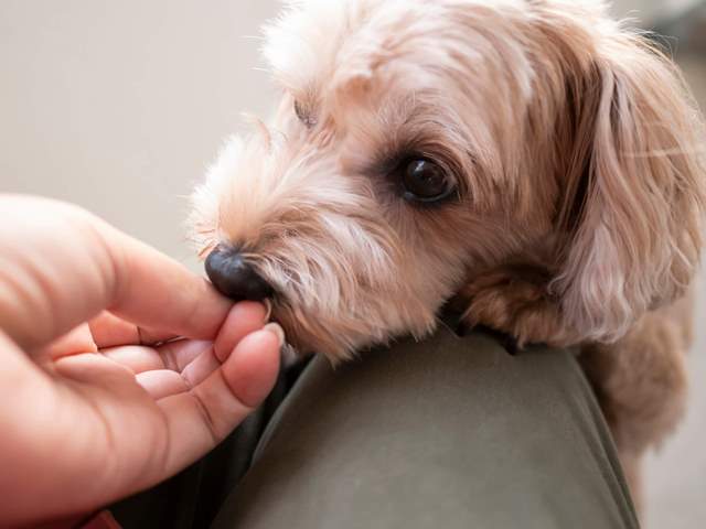 愛犬の介護は大変？！老犬になる前に心構えをしましょう