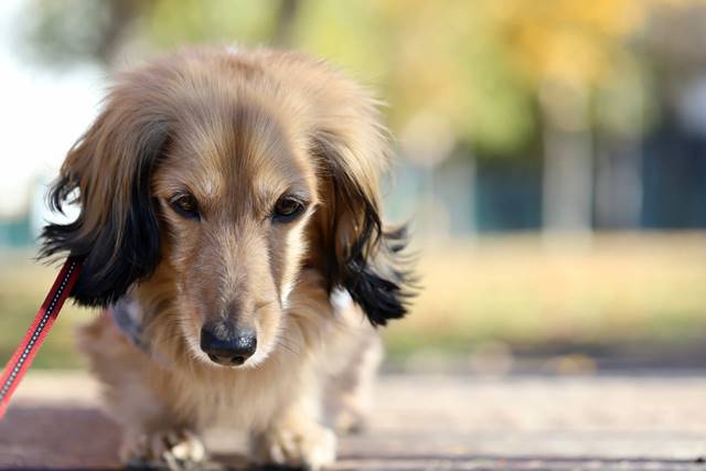 愛犬の介護は大変？！老犬になる前に心構えをしましょう