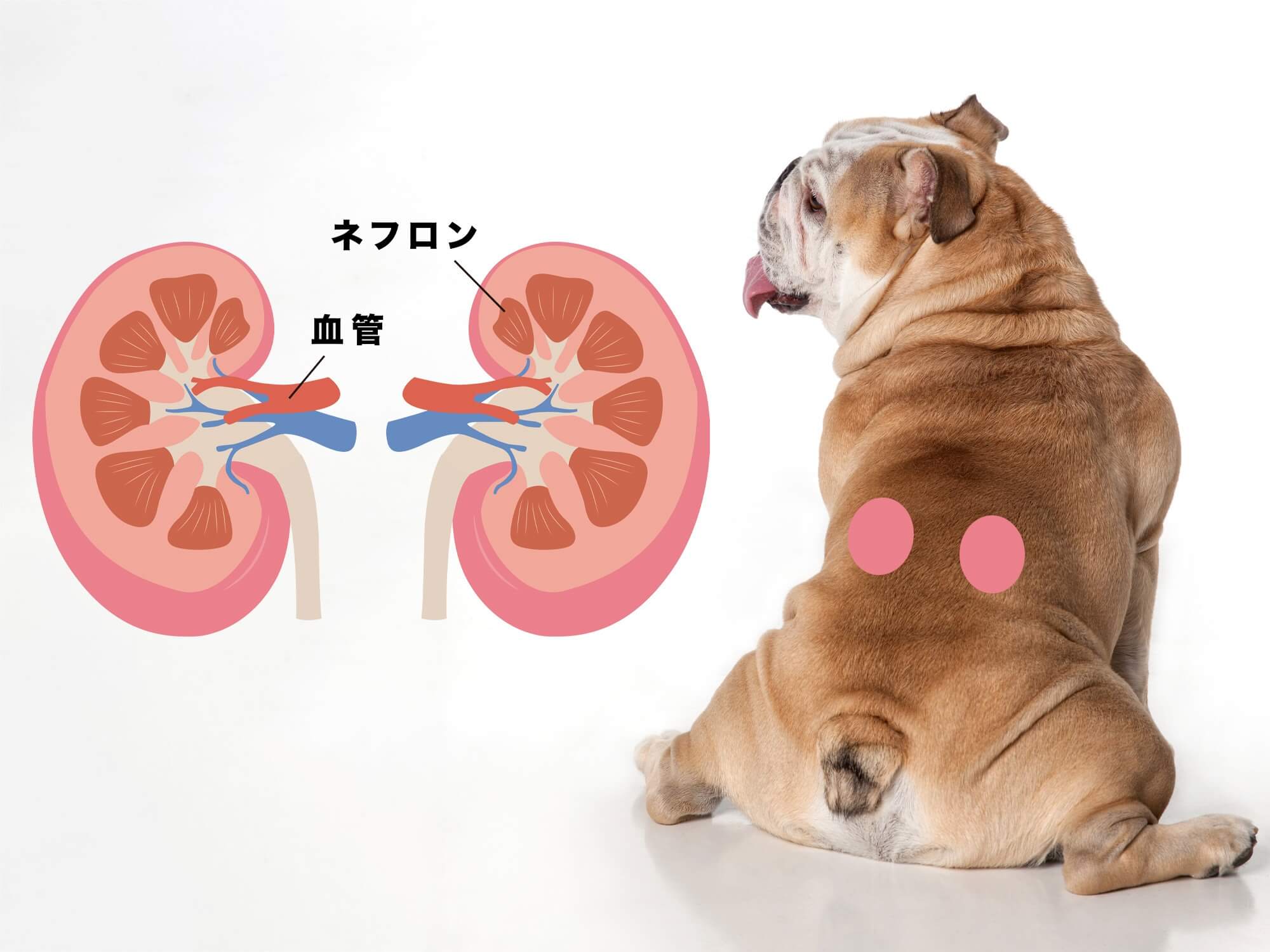 犬の腎臓について