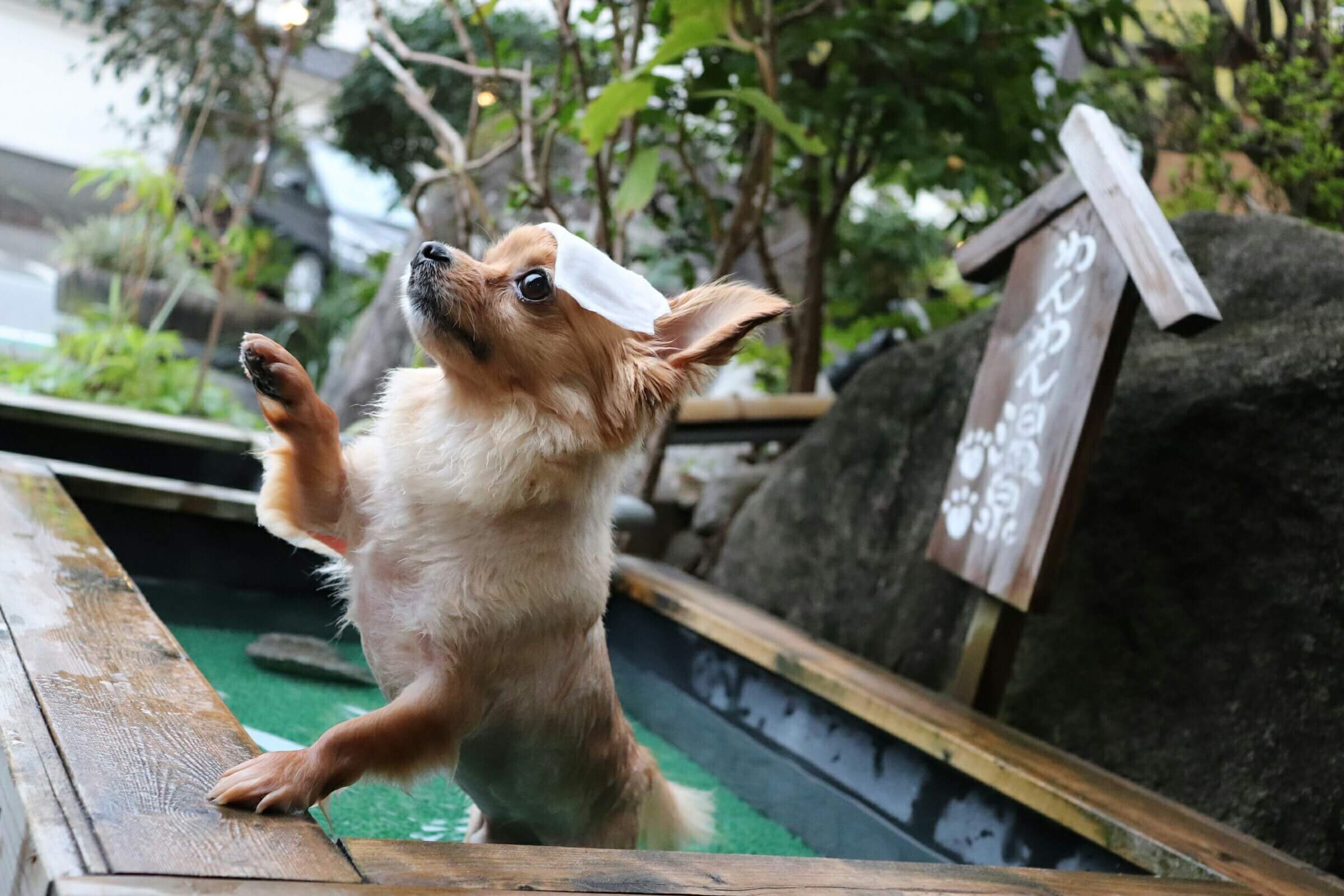 神戸市北部（有馬温泉、長尾など）で愛犬と入店できるドッグカフェ