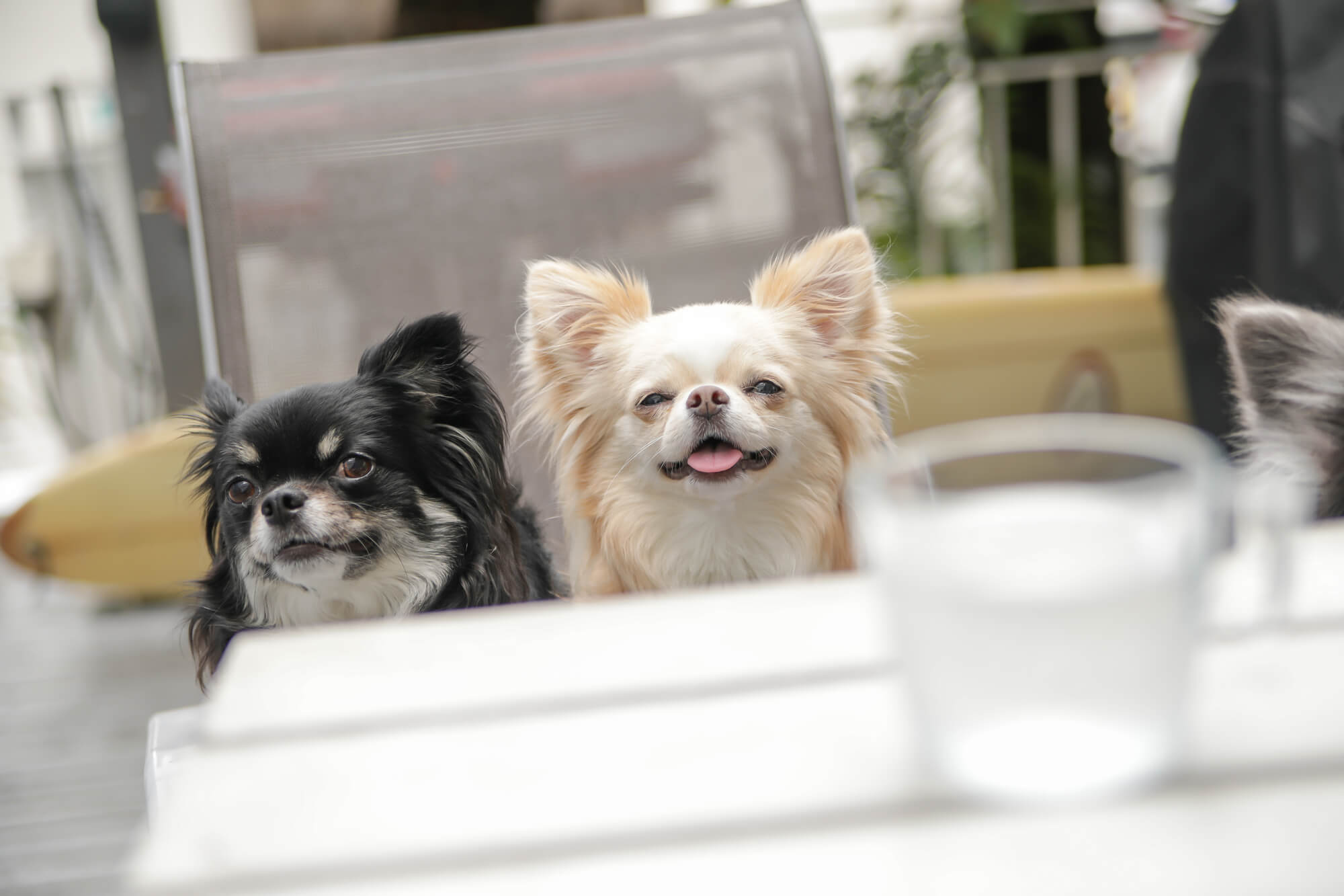 神戸市東部（灘、六甲など）で愛犬と入店できるドッグカフェ