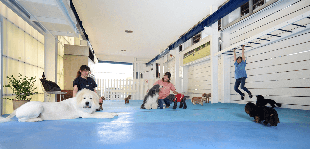 静岡で雨の日に遊べる室内ドッグラン：トリミングスタジオ 4-DOGS