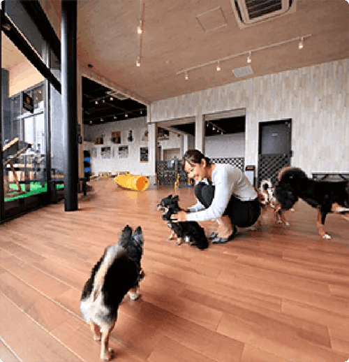 静岡で雨の日に遊べる室内ドッグラン陶芸体験付：愛犬の駅