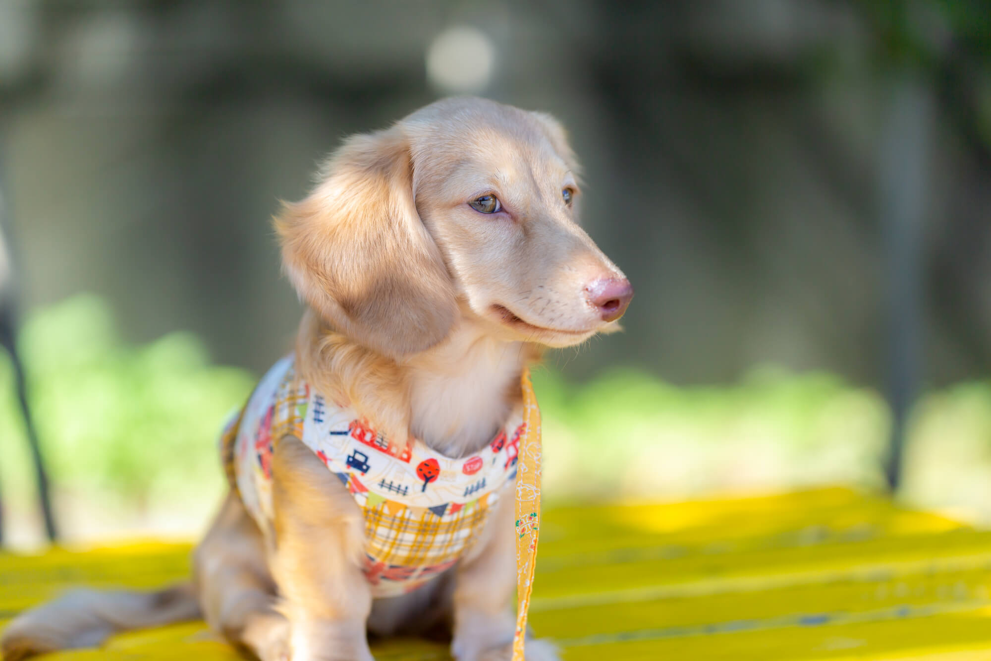 人気ブランドのハーネスを着けて愛犬とお出かけを楽しもう！