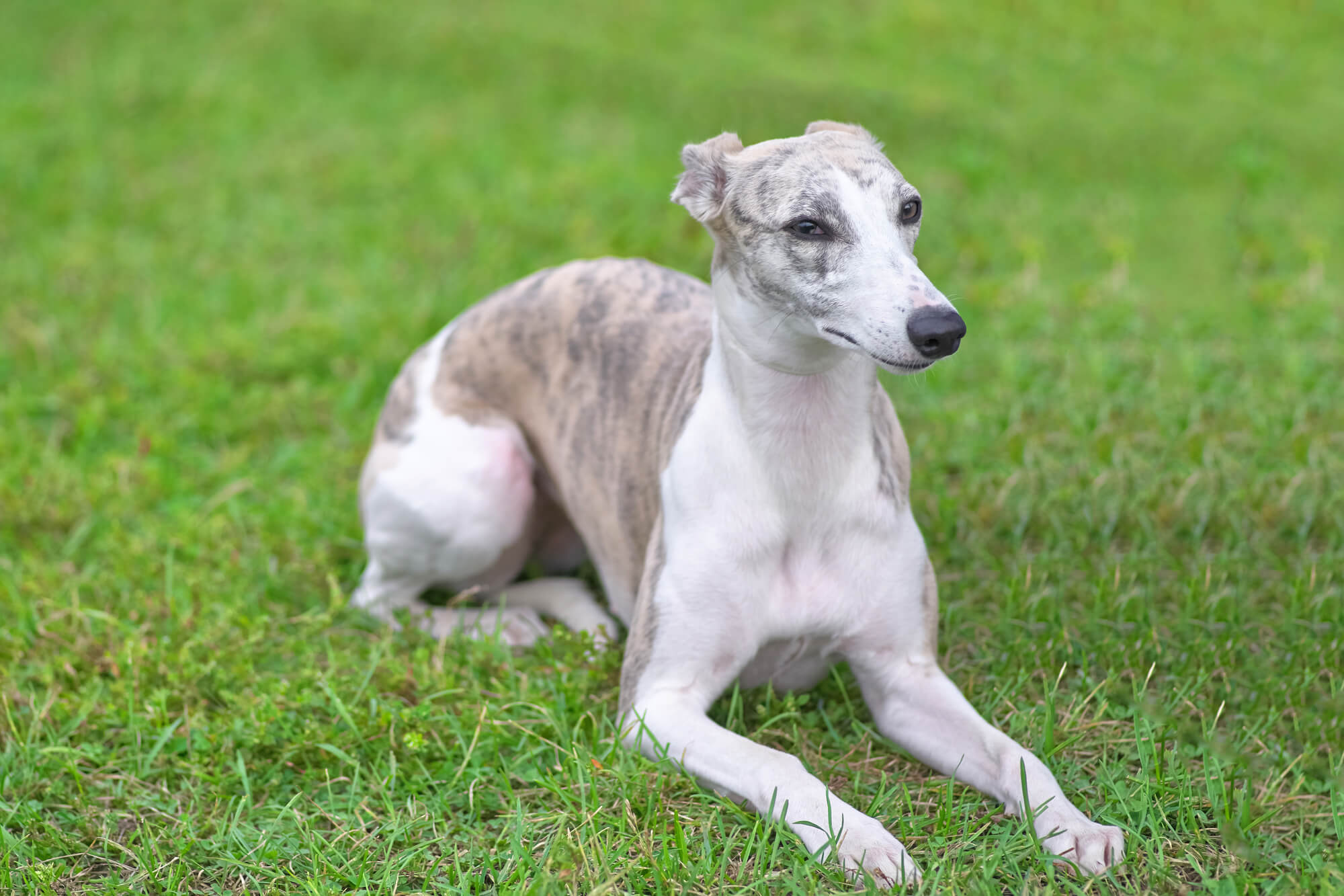 グレーハウンドの性格とは？特徴や飼い方など徹底解説