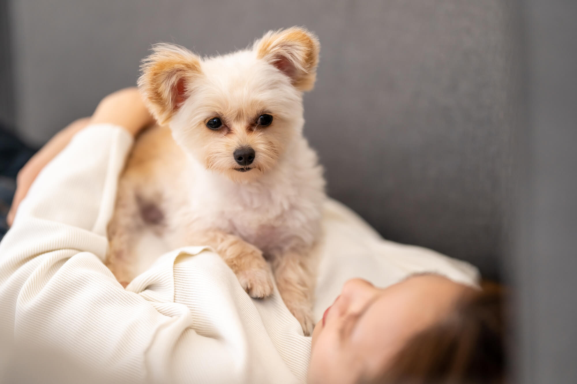 ポメプー 成 犬 可愛く ない
