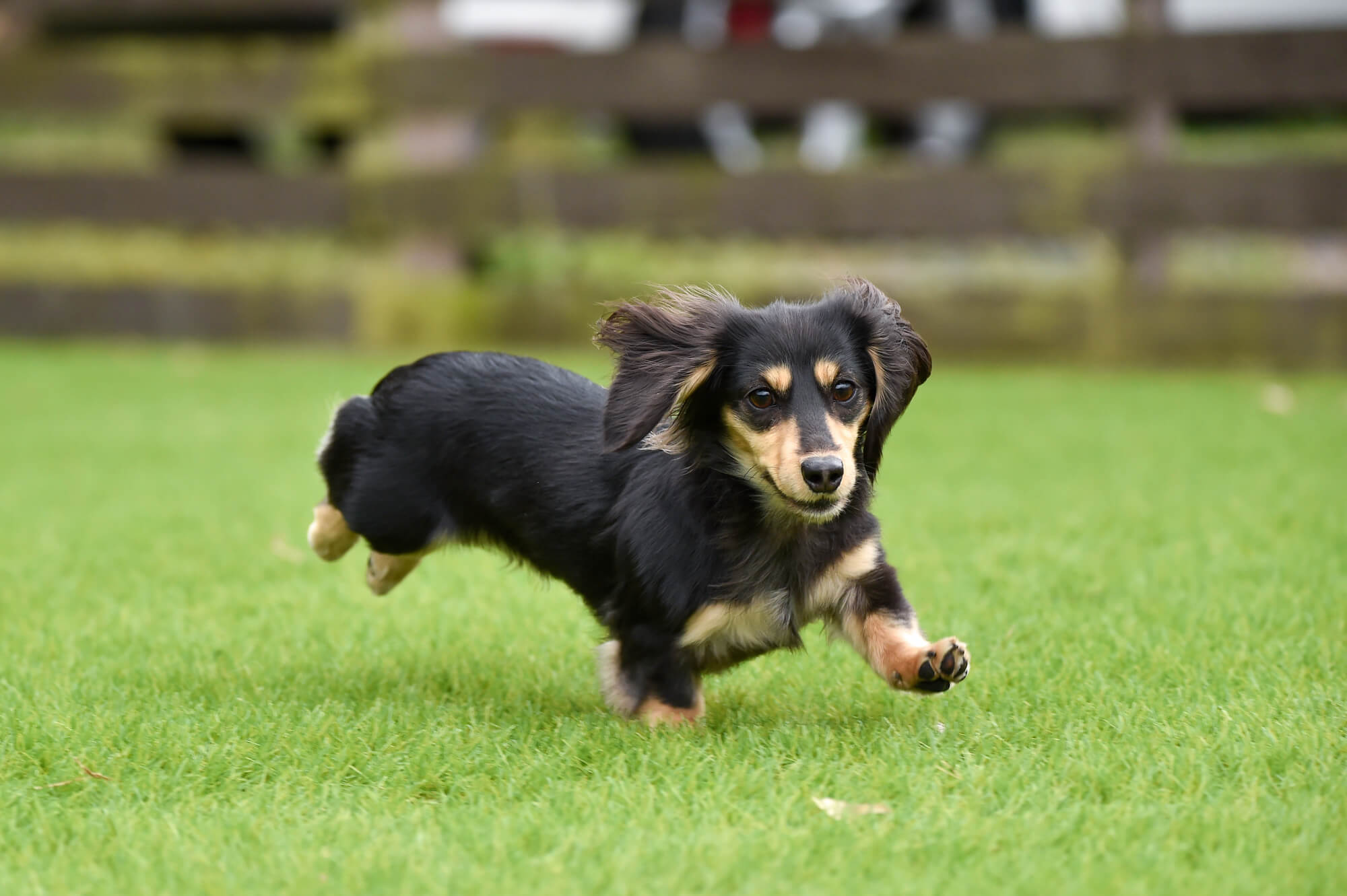 ミニチュアダックスの性格とは？特徴や飼い方など徹底解説｜Lutie 