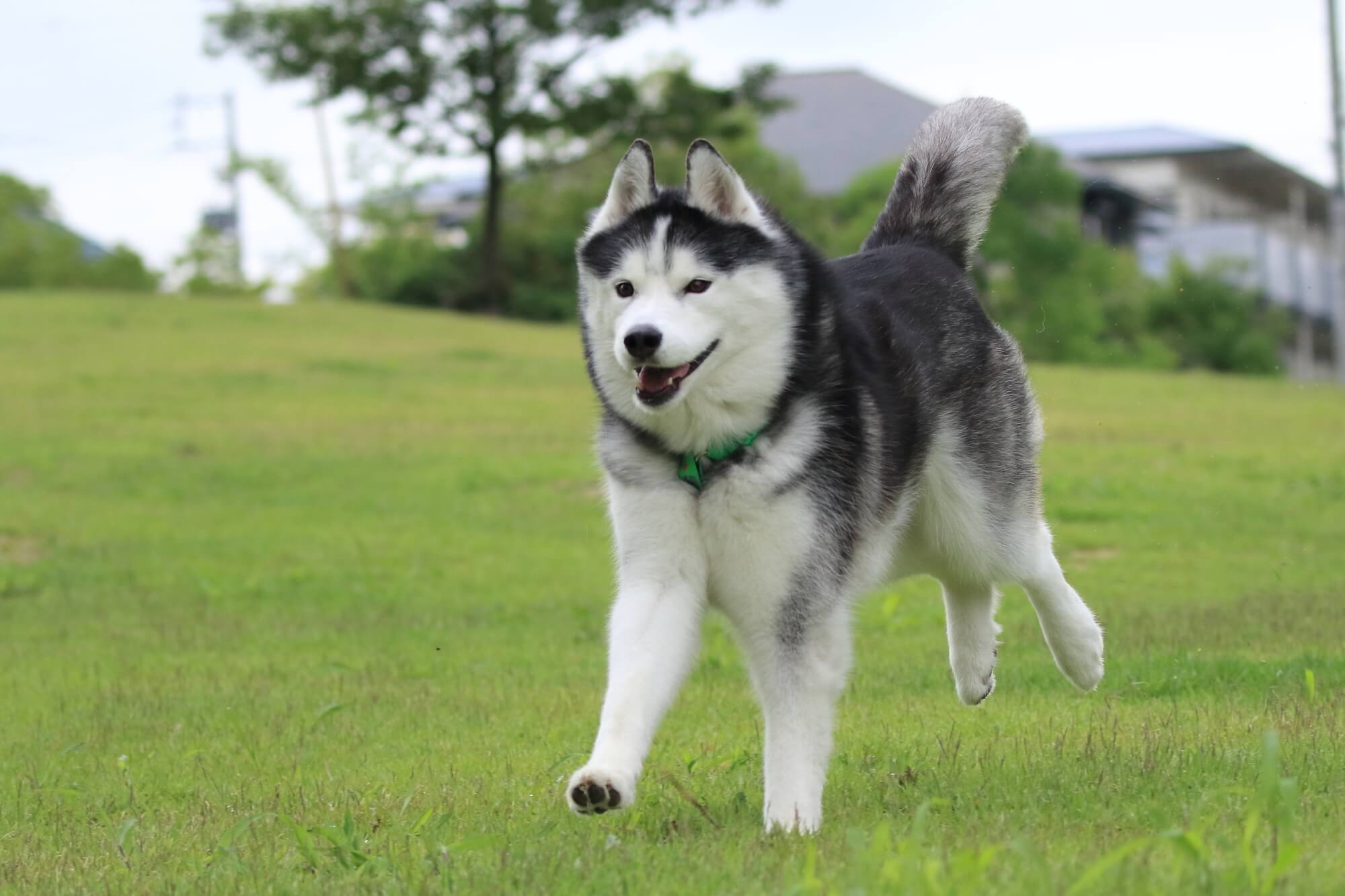 ハスキー と は