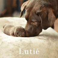 ＠lutie_dogのインスタグラムを表示する1